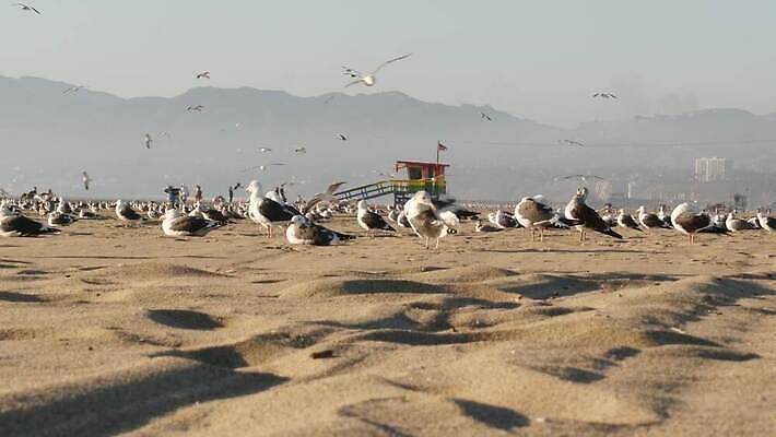 모래 상징 여행 무지개 갈매기 조류 경비 사람없음 목재 여름 모래사장 뷰티 탑 맑음 미국 꿈 흰색 클래식 보호 손목시계 깃털 휴양지 복고 캘리포니아 베네치아 태평양 로스앤젤레스 안전요원 4K 산타모니카 MP4 해외동영상 클립영상 자연요소 나무 동물 건축물 계절 바다 시계 컬러 컨셉 북아메리카 재료 장신구 날씨 안전 이탈리아 장소 동영상 파일형식