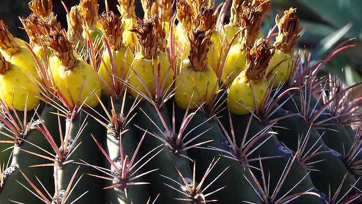 식물 꽃 과일 자연 선인장 통 사람없음 야외 초록색 노란색 환경 정원 미국 사막 벚꽃 신선 고리 가시 질감 날카로움 애리조나 내추럴 4K 건조기후 MP4 해외동영상 클립영상 컬러 북아메리카 생태계 동영상 파일형식