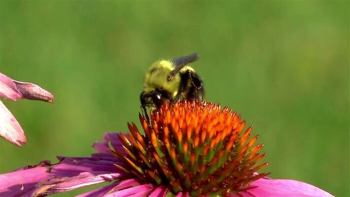 식물 꽃잎 꽃 줄기 분홍색 컬러 곤충 꽃무늬 오렌지 자연 해바라기 국화 사람없음 초록색 정원 개화 황무지 전기에너지 수분 원예 아로마 꽃가루 영원 필라멘트 MP4 해외동영상 클립영상 동물 무늬 과일 취미 에너지 가루 생태계 동영상 파일형식