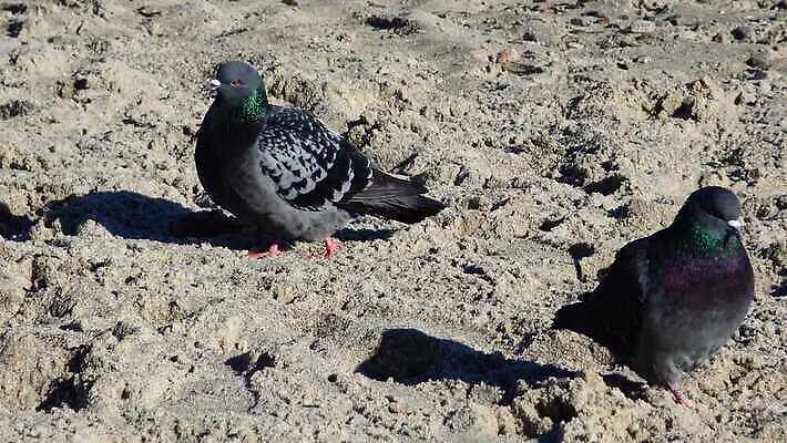 나무 동물 야생동물 바다 컬러 백그라운드 날개 자연 갈매기 조류 사람없음 물 평화 환경 회색 자유 흰색 레이싱 도시 깃털 생태계 비둘기 생물학 부리 동물상 생태학 청어 4K MP4 해외동영상 클립영상 자연요소 식물 교육 컨셉 어류 시합 조형물 동영상 파일형식