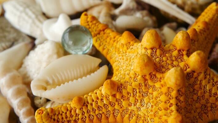 동물 디자인 모래 바다 여행 백그라운드 패턴 자연 휴가 조개 불가사리 연체동물 갑각류 해변 사람없음 가로 여름 파란색 뷰티 갈색 노란색 수중 껍질 흰색 전원 변화 혼합 수집 해산물 질감 달팽이 내추럴 멀티 섞기 앵무조개 이국적 많음 비어있는 MOV 해외동영상 클립영상 계절 컬러 컨셉 무늬 어패류 극피동물 무척추동물 전기에너지 생태계 동영상 파일형식