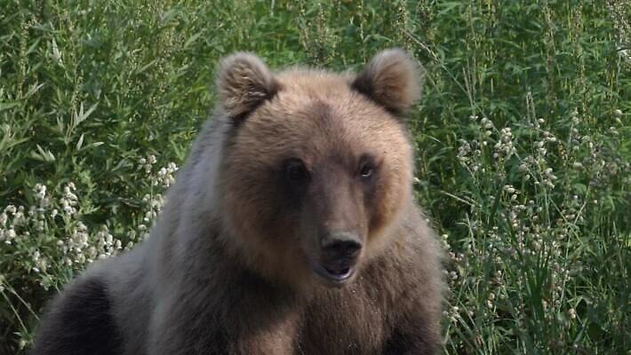 동물 아시아 야생동물 여행 곰 포유류 자연 털 표정 사람없음 야외 관광지 갈색 환경 숲 위험 큼 러시아 육식동물 사냥꾼 서식지 내추럴 동물상 러시아인 생태학 시베리아 총구 힘찬 MOV 해외동영상 클립영상 서양인 직업 교육 유럽 나라 컬러 컨셉 조형물 크기 생태계 동영상 파일형식