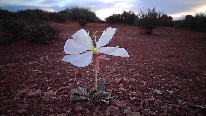 식물 공원 꽃 여행 풍경 사람없음 미국 봄 사막 흰색 저녁 아치 손수건 사암 난쟁이 전국 콜로라도 4K MP4 해외동영상 클립영상 계절 공공시설 컬러 북아메리카 돌_바위 야간 동영상 파일형식