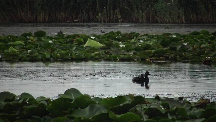 동물 유럽 호수 야생동물 바다 자연 조류 덴마크 사람없음 야외 빨간색 물 뷰티 반사 검은색 봄 잠수부 서식지 다뉴브강 동물상 4K MP4 해외동영상 클립영상 자연요소 계절 나라 컬러 북유럽 조형물 전문직 생태계 동영상 파일형식