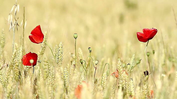 식물 계절 꽃잎 꽃 줄기 백그라운드 잎 꽃무늬 밭 농업 자연 날씨 옥수수 씨앗 사람없음 야외 빨간색 경제 파란색 농작물 농장 농경지 환경 침묵 봄 활발 성장 벚꽃 시골 황금 닫기 낟알 땅 밀 장면 양귀비 MOV 해외동영상 클립영상 산업 컬러 컨셉 무늬 모션 곡류 소리 생태계 동영상 파일형식