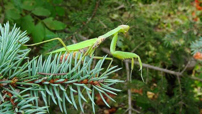 동물 1 유럽 야생동물 곤충 백그라운드 절지류 자연 무척추동물 안테나 사람없음 초록색 기도 벌레 생물학 육식동물 사냥꾼 내추럴 동물상 포식 4K MP4 해외동영상 클립영상 직업 교육 나라 컬러 통신 조형물 생태계 동영상 파일형식