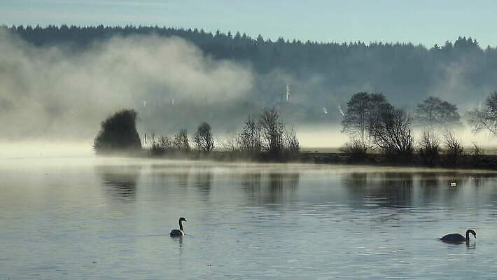 실루엣 물결 야생동물 자연 독일 사람없음 야외 강 반사 평화 안개 4K 락다운 MOV 해외동영상 클립영상 동물 유럽 컨셉 날씨 촬영기법 생태계 동영상 파일형식