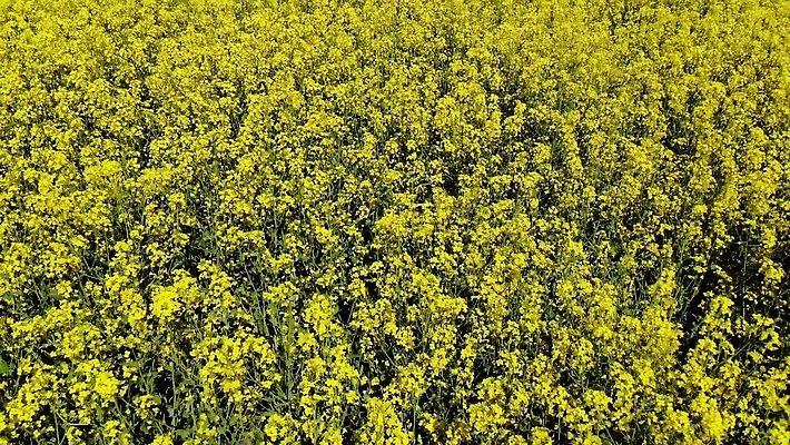 식물 계절 꽃 산업 패턴 밭 농업 자연 안테나 씨앗 사람없음 야외 초록색 농작물 농장 농경지 노란색 환경 봄 수확 벚꽃 시골 개화 정상 땅 유채 질감 내추럴 항공촬영 드론 땅바닥 밭일 생태학 조감도 카놀라 4K MP4 해외동영상 클립영상 교육 뷰포인트 컬러 무늬 통신 바닥 생태계 동영상 파일형식