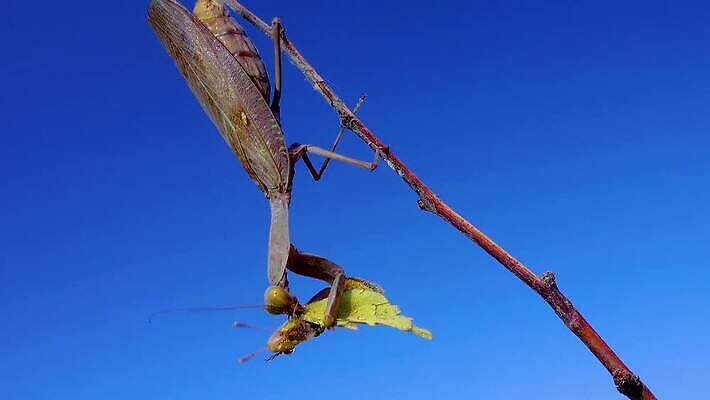 동물 여자 야생동물 곤충 절지류 자연 하늘 무척추동물 안테나 사람없음 초록색 파란색 갈색 기도 육식동물 내추럴 포식 4K MP4 해외동영상 클립영상 컬러 통신 사람 생태계 동영상 파일형식