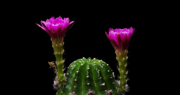 식물 계절 꽃잎 꽃 컬러 꽃다발 꽃무늬 모션 자연 선인장 사람없음 장식 가로 컬러풀 봄 펼침 낭만 성장 신선 오픈 개화 변화 속도 원예 동영상 생존 4K 타임랩스 MOV 해외동영상 클립영상 컨셉 무늬 촬영기법 취미 생태계 파일형식