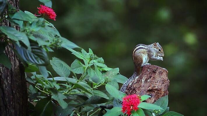 동물 아시아 야생동물 포유류 자연 사람없음 황무지 설치류 작음 먹기 다람쥐 스리랑카 MOV 해외동영상 클립영상 나라 모션 크기 생태계 동영상 파일형식