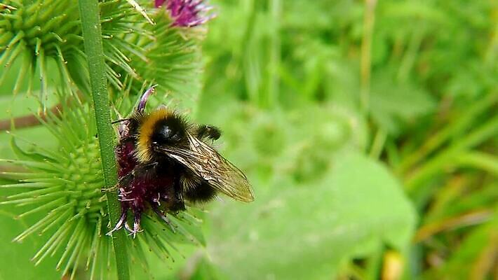 식물 동물 꽃잎 꽃 야생동물 곤충 자연 사람없음 컬러풀 검은색 들꽃 모임 벚꽃 수집 제비꽃 묘사 꽃가루 꿀 엉겅퀴 내추럴 동물상 호박벌 HD MP4 해외동영상 클립영상 컬러 조형물 벌_곤충 가루 생태계 동영상 파일형식