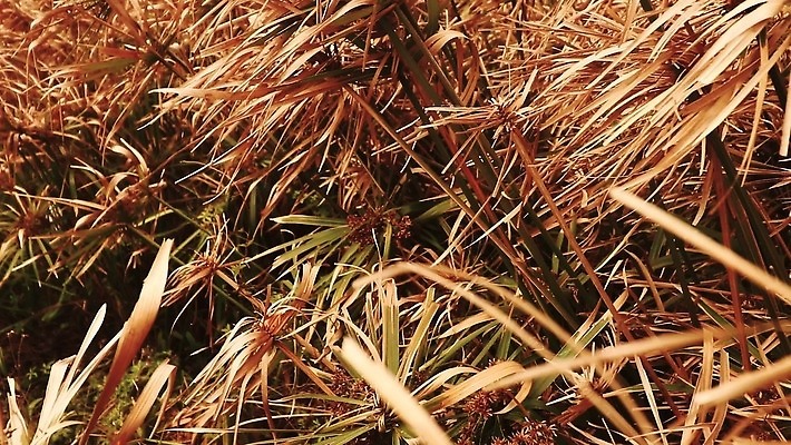 식물 지구 잎 모션 자연 바람 날씨 건조 사람없음 야외 갈색 환경 손상 시골 죽음 고리 가뭄 지구온난화 시들음 내추럴 기후변화 생태학 파피루스 4K MP4 해외동영상 클립영상 자연요소 교육 컬러 컨셉 변화 생태계 동영상 파일형식