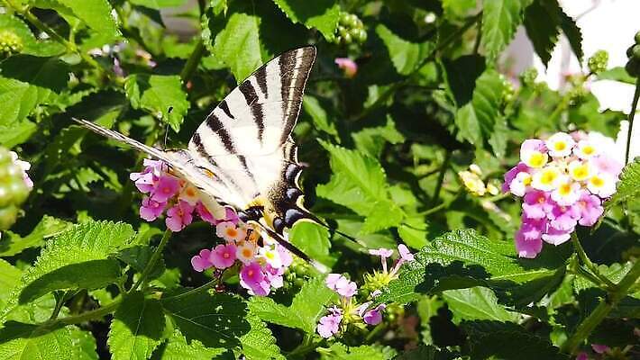 식물 꽃 나비 곤충 잎 날개 모션 자연 사람없음 초록색 환경 검은색 모임 벚꽃 흰색 나뭇가지 닫기 핥기 큼 수집 흔들림 보케 꽃가루 얼룩말 꿀 느림 블러효과 세이지 수유 MP4 해외동영상 클립영상 나무 동물 컬러 말_동물 크기 가루 생태계 동영상 블러 파일형식 효과