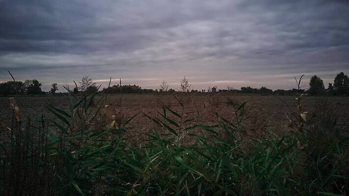 나무 식물 계절 산업 컬러 백그라운드 밭 농업 자연 하늘 풍경 초원 사람없음 야외 초록색 여름 파란색 농작물 햇빛 태양 농장 농경지 노란색 환경 맑음 일몰 봄 수확 성장 가을 시골 숲 낟알 땅 밀 장면 내추럴 밭일 4K MP4 해외동영상 클립영상 자연요소 날씨 곡류 노을 생태계 동영상 파일형식