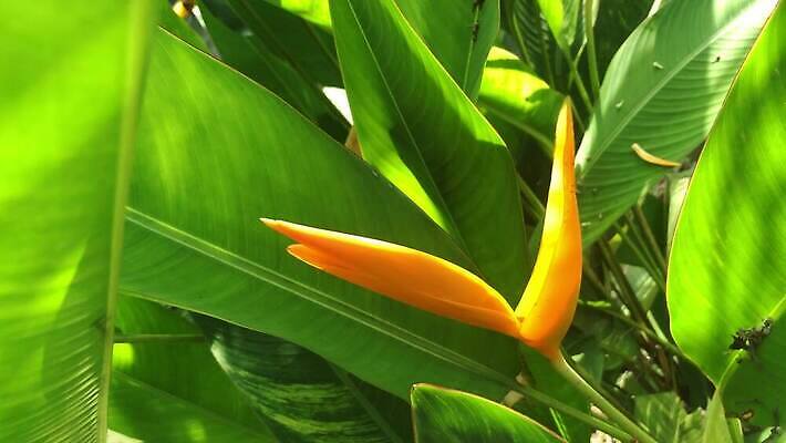 식물 공원 꽃잎 꽃 아시아 컬러 섬 백그라운드 잎 꽃무늬 오렌지 자연 조류 사람없음 야외 장식 초록색 컬러풀 노란색 와인 정원 봄 벚꽃 신선 닫기 심볼 내추럴 스리랑카 이국적 파라다이스 4K MP4 해외동영상 클립영상 동물 계절 공공시설 나라 무늬 과일 모션 주류 생태계 동영상 파일형식