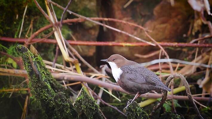 동물 유럽 야생동물 자연 조류 풍경 사람없음 프랑스 물새 동영상 MOV 해외동영상 클립영상 나라 생태계 파일형식
