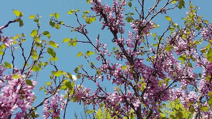 나무 식물 계절 꽃잎 꽃 줄기 분홍색 곤충 잎 날개 과일 모션 자연 하늘 사람없음 초록색 환경 봄 모임 벚꽃 흰색 나뭇가지 꿀벌 벌 수집 흔들림 꽃가루 꿀 자두 느림 MP4 해외동영상 클립영상 동물 컬러 벌_곤충 가루 생태계 동영상 파일형식
