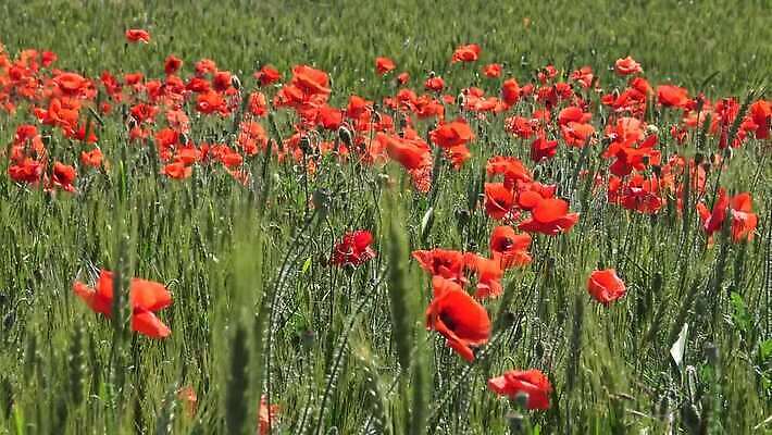 식물 계절 꽃 백그라운드 밭 농업 자연 하늘 사람없음 야외 빨간색 초록색 파란색 봄 시골 양귀비 남쪽 서식스 4K MP4 해외동영상 클립영상 산업 컬러 방향 생태계 동영상 파일형식
