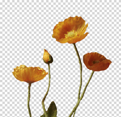 편집 편집이미지 여러송이 누끼 사람없음 주황색 꽃봉오리 양귀비 조화 PNG 편집소스 꽃 컬러 다수 파일형식