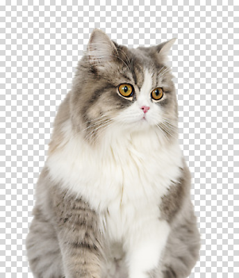 편집 편집이미지 한마리 응시 누끼 사람없음 반려동물 귀여움 고양이 PNG 편집소스 반려묘 스코티쉬스트레이트 동물 1 시선 컨셉 포유류 파일형식