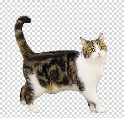 편집 편집이미지 한마리 응시 서기 누끼 사람없음 반려동물 귀여움 고양이 PNG 편집소스 반려묘 스코티쉬스트레이트 동물 1 시선 컨셉 포유류 모션 파일형식