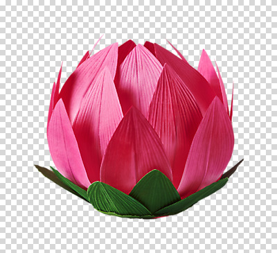 편집 편집이미지 불교 연꽃 누끼 사람없음 불교용품 오브젝트 연등 PNG 편집소스 꽃 종교 종교용품 등불 파일형식