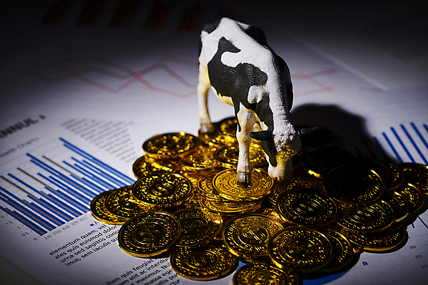 포토 JPG 스튜디오촬영 비즈니스 그래프 실내 사람없음 금융 경제 동전 어둠 재테크 젖소 보고서 금화 동물모형 국내포토 돈 내부 모형 소 황금 파일형식