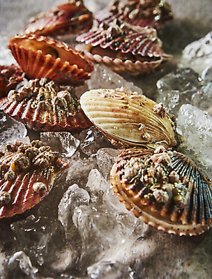 포토 JPG 조개 근접촬영 사람없음 얼음 해산물 가리비 국내포토 자연요소 뷰포인트 어패류 파일형식