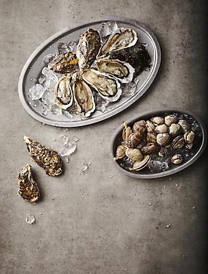 포토 JPG 회색배경 조개 사람없음 얼음 굴 해산물 바지락 국내포토 자연요소 백그라운드 어패류 회색 파일형식