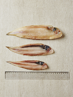 포토 JPG 자 사람없음 비교 크기 말린생선 베이지색배경 박대 국내포토 백그라운드 컨셉 문구용품 어류 베이지색 파일형식