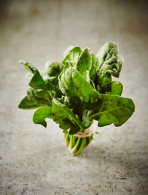 포토 JPG 채소 식재료 회색배경 실내 사람없음 시금치 국내포토 백그라운드 내부 회색 파일형식