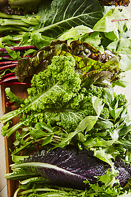 포토 JPG 식재료 실내 사람없음 여러개 근대 가득함 당귀 쌈채소 치커리 케일 적겨자잎 국내포토 다수 채소 내부 약재 파일형식