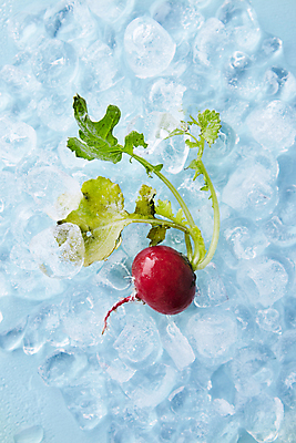 포토 JPG 식재료 실내 사람없음 하이앵글 얼음 파란배경 적환무 국내포토 자연요소 뷰포인트 백그라운드 내부 파란색 무 파일형식