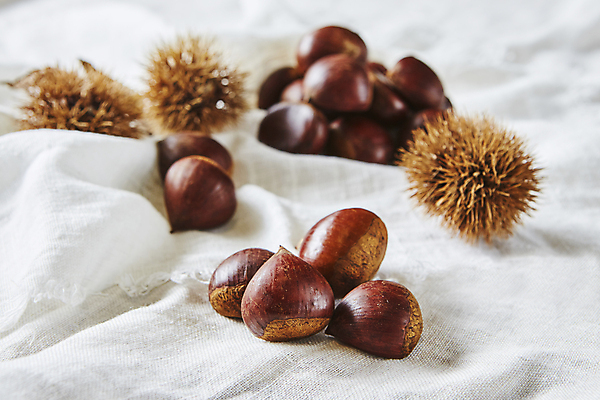 포토 JPG 식재료 실내 사람없음 밤 밤송이 천 흰배경 단밤 국내포토 백그라운드 내부 견과류 흰색 직물 밤_견과류 파일형식