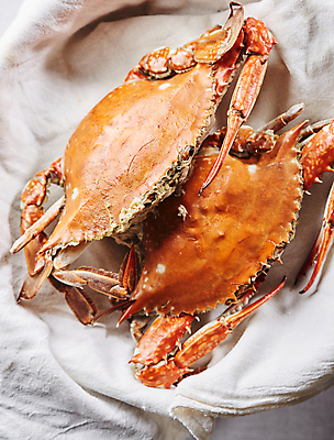 포토 JPG 사람없음 꽃게 천 해산물 꽃게찜 국내포토 게 직물 파일형식