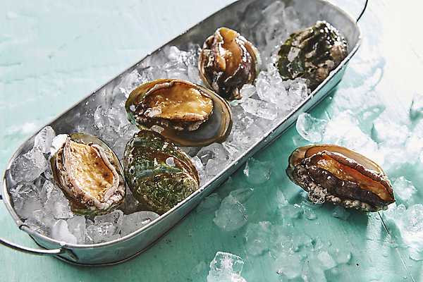 포토 JPG 사람없음 얼음 해산물 파란배경 전복 국내포토 자연요소 백그라운드 어패류 파란색 파일형식