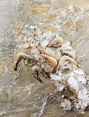 포토 JPG 새우 사람없음 얼음 해산물 대리석 생새우 국내포토 자연요소 재료 어패류 갑각류 파일형식