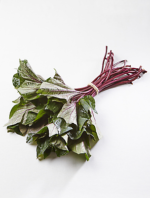 포토 JPG 식재료 실내 사람없음 흰배경 나물 고구마줄기 국내포토 줄기 백그라운드 채소 내부 흰색 파일형식