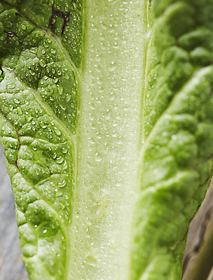 포토 JPG 채소 식재료 실내 근접촬영 사람없음 물방울 상추 다채 쌈채소 국내포토 뷰포인트 내부 파일형식