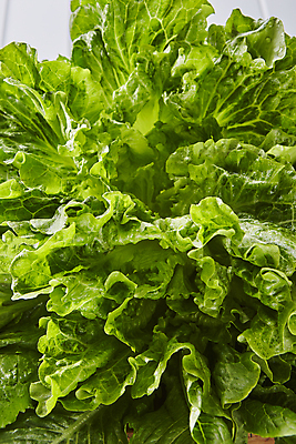 포토 JPG 식재료 실내 사람없음 초록색 상추 로메인 쌈채소 청상추 국내포토 꽃 컬러 채소 내부 파일형식