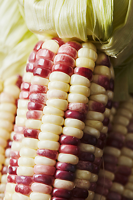 포토 JPG 식재료 실내 옥수수 근접촬영 사람없음 아웃포커스 찰옥수수 국내포토 뷰포인트 곡류 촬영기법 내부 파일형식