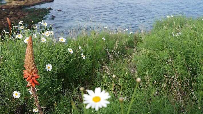 식물 파도 바다 백그라운드 파노라마 국립공원 풍경 경사 사람없음 여름 파란색 빛 햇빛 노란색 미국 들꽃 벚꽃 서핑 황무지 허브 순수 그림 생태계 데이지 심플 캘리포니아 부드러움 태평양 산티아고 스플래쉬 4K MP4 해외동영상 클립영상 계절 공원 꽃 컬러 컨셉 북아메리카 촬영기법 태양 수상스포츠 감각 동영상 파일형식