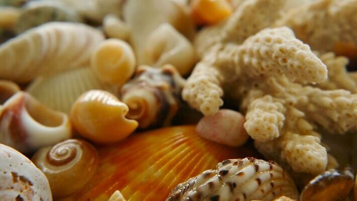 동물 디자인 모래 파도 바다 컬러 여행 백그라운드 패턴 자연 휴가 조개 불가사리 연체동물 나선형 해변 사람없음 가로 물 여름 뷰티 갈색 수중 놀람 껍질 흰색 전원 수집 해산물 질감 달팽이 내추럴 멀티 앵무조개 이국적 많음 MOV 해외동영상 클립영상 자연요소 계절 감정 컨셉 무늬 어패류 극피동물 무척추동물 표정 전기에너지 생태계 동영상 파일형식