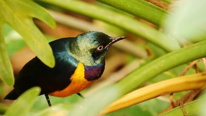 나무 식물 동물 단풍 조류 사람없음 파란색 컬러풀 노란색 보라색 다양 자유 덮개 황무지 황금 숲 열대우림 깃털 생물학 부리 계산서 동물상 열대기후 오리지널 이국적 특별함 파라다이스 4K MP4 해외동영상 클립영상 멸종위기종 교육 컬러 다수 컨셉 잎 조형물 뚜껑 동영상 파일형식