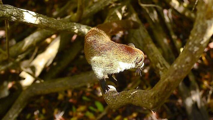 나무 동물 얼굴 야생동물 어린이 여행 가이드 포유류 자연 조류 털 성인 사람없음 갈색 환경 중앙아메리카 닫기 군중 숲 열대우림 모피 학대 코 꼬리 새장 사냥꾼 주둥이 돌봄 코스타리카 동정 자선단체 MP4 해외동영상 클립영상 식물 직업 컬러 모션 아메리카 사람 신체부위 그룹 사회이슈 생태계 동영상 자선 케이지 파일형식