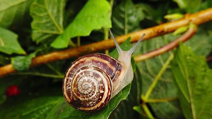 동물 잎 모션 자연 연체동물 안테나 사람없음 초록색 걷기 환경 정원 초콜릿 껍질 나뭇가지 비행 신선 악단 투명 닫기 해충 땅 달팽이 보케 촉수 느림 기어가기 블러효과 진실 MP4 해외동영상 클립영상 나무 식물 음악 컬러 통신 디저트 무척추동물 벌레 생태계 동영상 블러 파일형식 효과