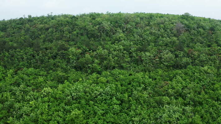 나무 식물 도로 여행 백그라운드 잎 자연 안테나 풍경 사람없음 야외 목재 초록색 여름 환경 시골 황무지 보호 정상 숲 땅 질감 내추럴 항공촬영 드론 삼림지대 4K MOV 해외동영상 클립영상 계절 길 뷰포인트 컬러 컨셉 재료 통신 교통시설 생태계 동영상 파일형식