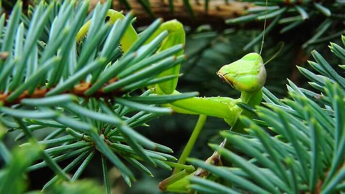 동물 1 유럽 야생동물 곤충 백그라운드 절지류 자연 무척추동물 안테나 사람없음 초록색 기도 벌레 생물학 육식동물 사냥꾼 내추럴 동물상 포식 4K MP4 해외동영상 클립영상 직업 교육 나라 컬러 통신 조형물 생태계 동영상 파일형식