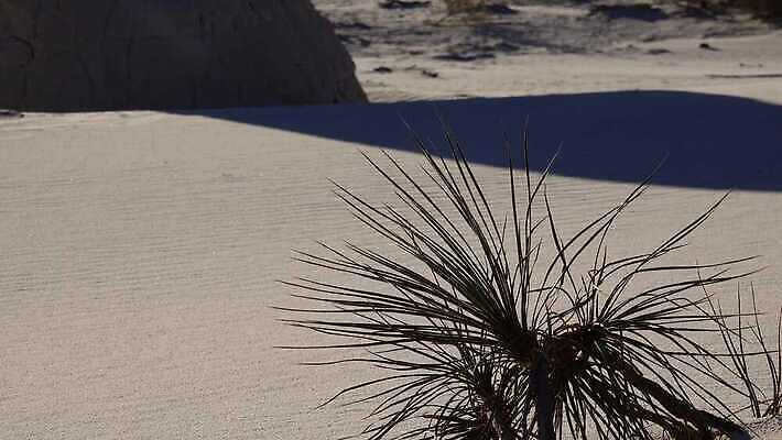 식물 공원 모래 조각 여행 가이드 자연 하늘 새로움 건조 풍경 사람없음 파란색 모래사장 미국 일몰 사막 흰색 역사 모래언덕 언덕 질감 치와와 기념물 천연기념물 내추럴 뉴멕시코 잔물결 전국 지질학 4K MP4 해외동영상 클립영상 직업 공공시설 교육 물결 바다 컬러 컨셉 북아메리카 노을 개 생태계 동영상 파일형식